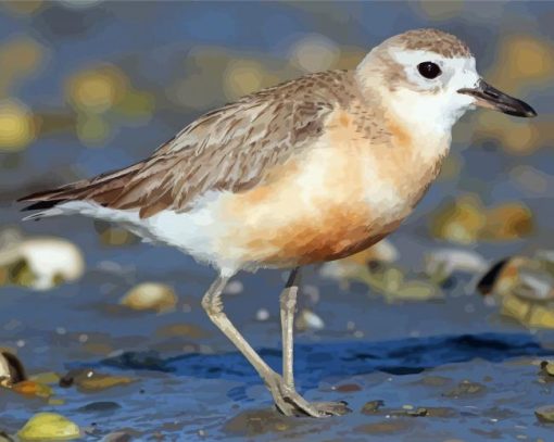 New Zealand Dotterel Diamond Painting