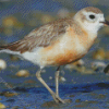 New Zealand Dotterel Diamond Painting