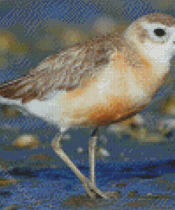 New Zealand Dotterel Diamond Painting