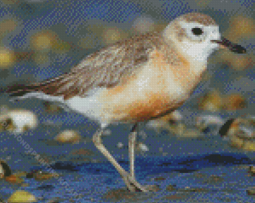 New Zealand Dotterel Diamond Painting