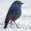 South Island Robin Diamond Painting