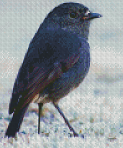 South Island Robin Diamond Painting