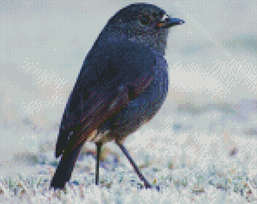 South Island Robin Diamond Painting