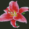 Stargazer Lily Diamond Painting