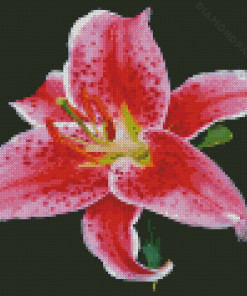 Stargazer Lily Diamond Painting