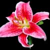 Stargazer Lily Diamond Painting