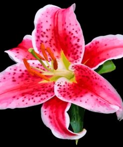 Stargazer Lily Diamond Painting