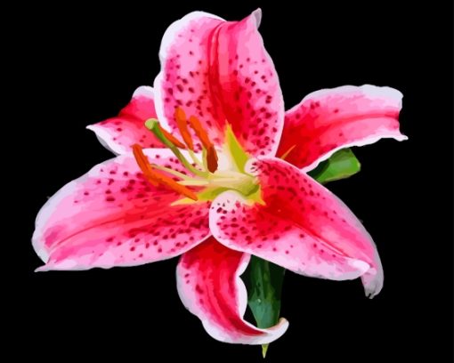 Stargazer Lily Diamond Painting