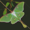 Luna Moth Diamond Painting