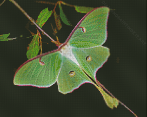 Luna Moth Diamond Painting