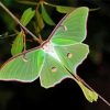 Luna Moth Diamond Painting