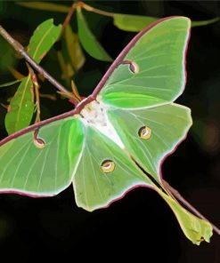 Luna Moth Diamond Painting