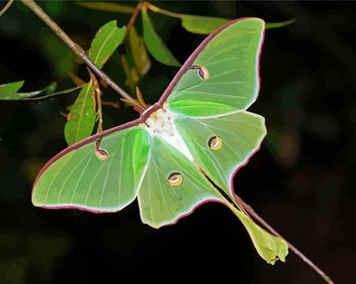 Luna Moth Diamond Painting