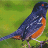 Towhee Bird Diamond Painting