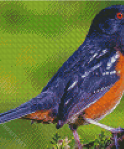 Towhee Bird Diamond Painting