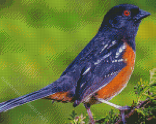 Towhee Bird Diamond Painting