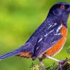 Towhee Bird Diamond Painting