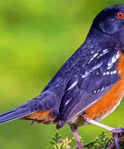 Towhee Bird Diamond Painting