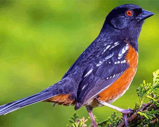 Towhee Bird Diamond Painting