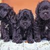 Yorkipoo Puppies Diamond Painting