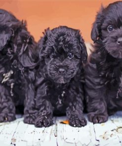 Yorkipoo Puppies Diamond Painting