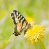 Butterfly On Dandelion Diamond Painting