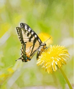 Butterfly On Dandelion Diamond Painting