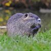 Black Muskrat Diamond Painting