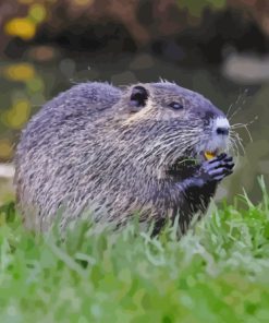 Black Muskrat Diamond Painting