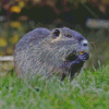 Black Muskrat Diamond Painting