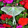 Moon Moth Diamond Painting