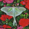 Moon Moth Diamond Painting