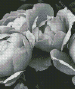 Peonies Diamond Painting