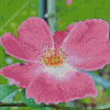 Cherokee Rose Diamond Painting