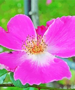 Cherokee Rose Diamond Painting