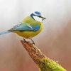 Blue Tit Bird Diamond Painting