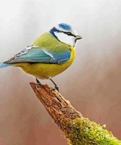 Blue Tit Bird Diamond Painting