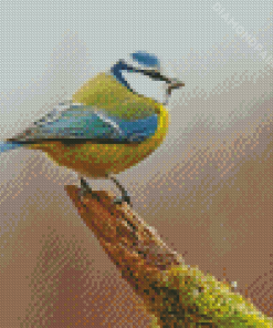 Blue Tit Bird Diamond Painting