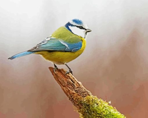 Blue Tit Bird Diamond Painting