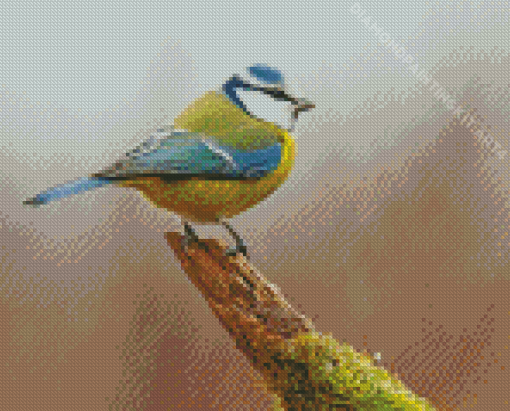 Blue Tit Bird Diamond Painting