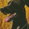 Mountain Cur Diamond Painting