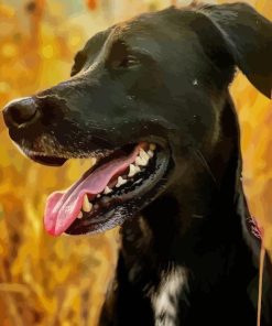 Mountain Cur Diamond Painting