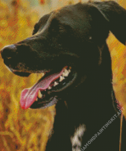 Mountain Cur Diamond Painting