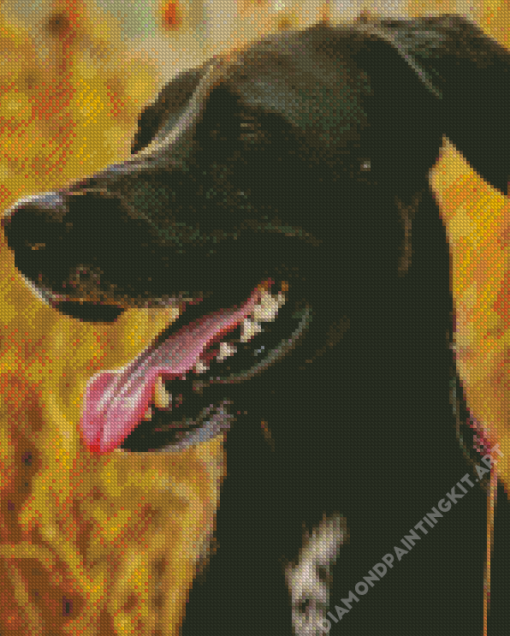 Mountain Cur Diamond Painting