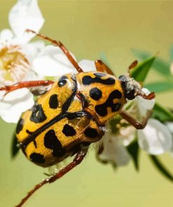 Chafer Scarab Diamond Painting