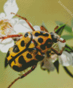 Chafer Scarab Diamond Painting