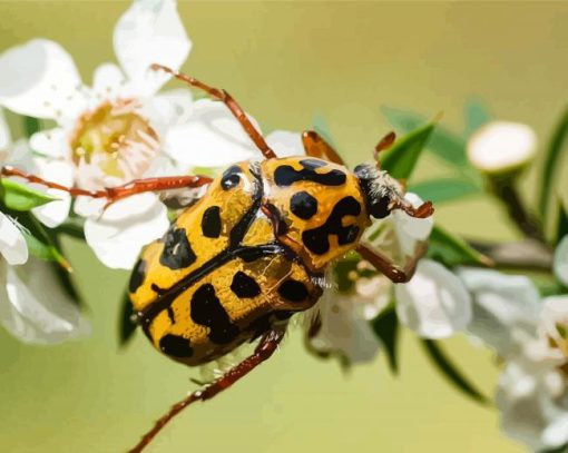 Chafer Scarab Diamond Painting