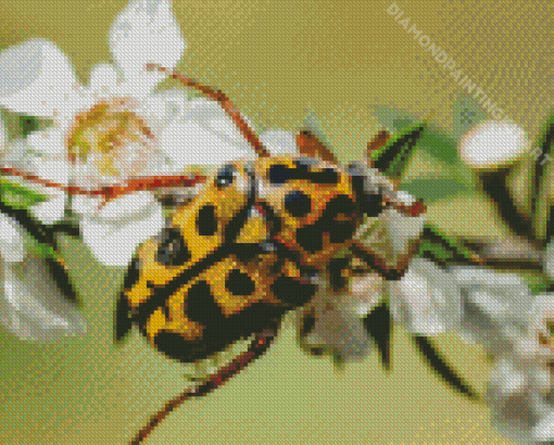 Chafer Scarab Diamond Painting