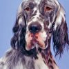 English Setter Diamond Painting