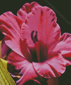 Close Up Gladiolus Diamond Painting